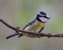 Blue_Tit-4818.jpg