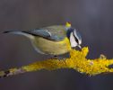 Blue_Tit-6152.jpg