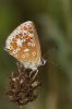 Brown_argus-1816.jpg