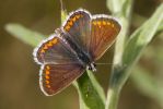 Brown_argus-1838.jpg