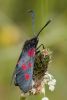 Burnet_Moth-0229.jpg