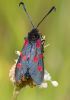 Burnet_Moth-0234.jpg