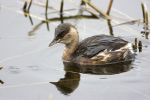 Dabchick-6712.jpg