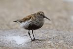 Dunlin-2668.jpg