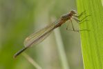 Emerald_Damselfly-0225.jpg