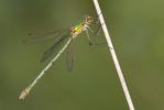 Emerald_Damselfly-1701.jpg