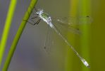 Emerald_Damselfly-1719.jpg