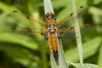 Four_spot_chaser-7601.jpg