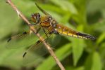 Four_spot_chaser-7605.jpg