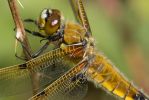 Four_spot_chaser-7613.jpg