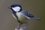 Great_Tit-0962.jpg