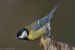 Great_Tit-1.jpg