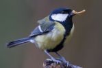 Great_Tit-1133.jpg