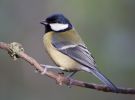 Great_Tit-4853.jpg