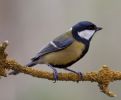 Great_Tit-5149.jpg