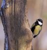 Great_Tit-6110.jpg