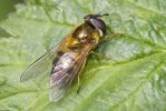 Hoverfly-2699.jpg