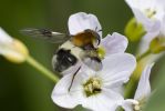 Hoverfly_sp,_Leucozona_leucorum-2838.jpg