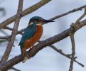 Kingfisher-4205.jpg