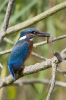 Kingfisher-8944.jpg