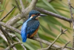 Kingfisher-9049.jpg