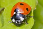 Ladybird-2703.jpg