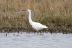 Little_Egret-2237.jpg