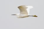 Little_Egret-2248.jpg