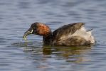 Little_Grebe-1463.jpg