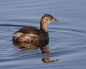 Little_Grebe-4228.jpg