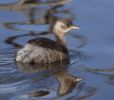 Little_Grebe-4250.jpg