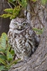 Little_Owl-9534.jpg