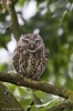 Little_Owl-9556.jpg