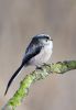 Long_Tailed_Tit-6412.jpg