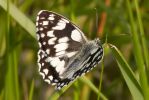 Marbled_White-0257.jpg