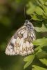 Marbled_White-0260.jpg