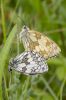 Marbled__White-1286.jpg