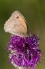 Meadow_Brown-1138.jpg