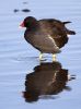 Moorhen-4133a.jpg