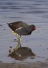 Moorhen-4283.jpg