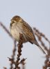 Reed_Bunting-6689.jpg