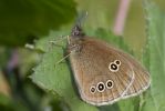 Ringlet-0246.jpg