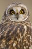 Short-eared_owl-11.jpg