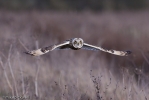 Short-eared_owl-3.jpg