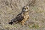 Short-eared_owl-4.jpg