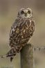 Short-eared_owl-8.jpg