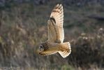 Short-eared_owl-9.jpg