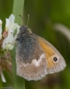 Small_Heath-8886.jpg