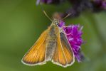 Small_Skipper-1243.jpg