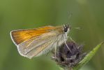 Small_Skipper-1253.jpg